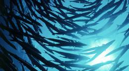 Кадр из фильма "Большое путешествие вглубь океанов 3D: Возвращение" - 2