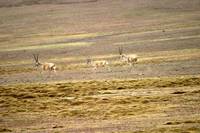 Кадр Горный патруль