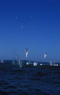 Кадр Большое путешествие вглубь океанов 3D: Возвращение