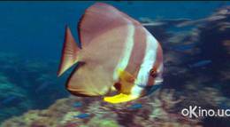 Кадр из фильма "Чудеса океана 3D" - 2