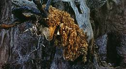 Кадр из фильма "Язон и аргонавты" - 1