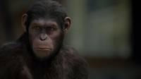 Кадр Восстание планеты обезьян
