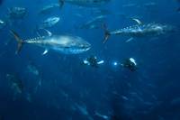 Кадр Океаны