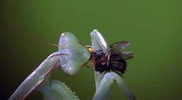 Кадр из фильма "Букашки! 3D" - 2