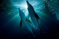 Кадр История дельфина 2