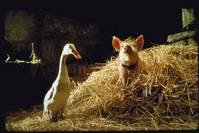 Кадр Бэйб: Поросенок в городе