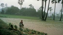 Кадр из фильма "Рисовые люди" - 2