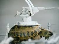 Кадр Внимание, черепаха!