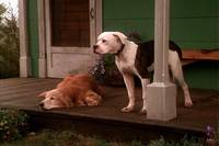 Кадр Дорога домой: Невероятное путешествие