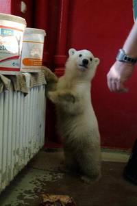 Кадр Кнут и его друзья