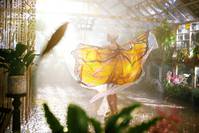 Кадр Женщина-бабочка 