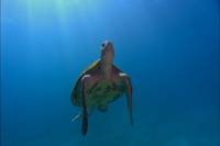 Кадр Грёзы Кораллового моря: Пробуждение (видео)