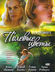 Полевые цветы