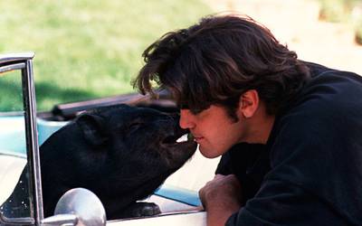 Хряки, кобры, фрикадельки: актеры и их питомцы