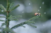 Кадр Букашки 2. Карибские приключения!  