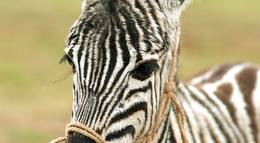 Кадр из фильма "Бешеные скачки" - 2