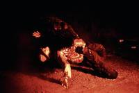 Кадр Аллигатор 2: Мутация