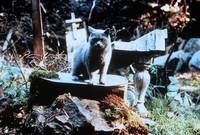 Кадр Кладбище домашних животных