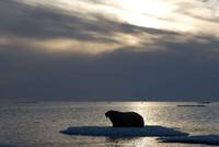 Кадр Мишка на севере