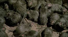 Кадр из фильма "Крысы: Ночь ужаса" - 2
