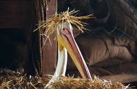 Кадр Бешеные скачки