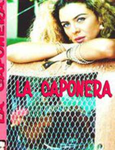 Петушиные бои