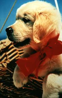 Кадр Наполеон