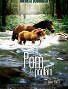 Pom, le poulain