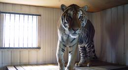 Кадр из фильма "Мизинец Будды" - 1