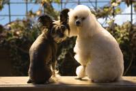 Кадр Отель для собак