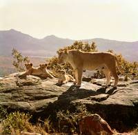 Кадр Рожденная свободной