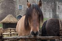 Кадр Чужестранка