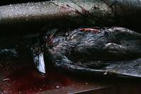 Кадр Воронье