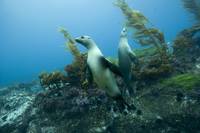 Кадр Океаны