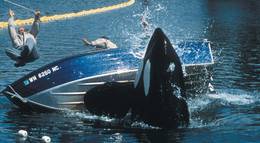 Кадр из фильма "Освободите Вилли 2: Новое приключение" - 1