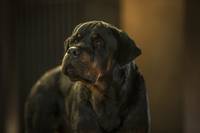 Кадр Полицейский пес 