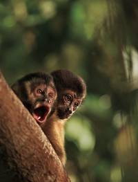 Кадр Амазония: Инструкция по выживанию 3D