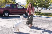 Кадр История дельфина