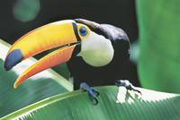 Кадр Амазония: Инструкция по выживанию 3D