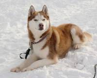 Кадр Белый плен