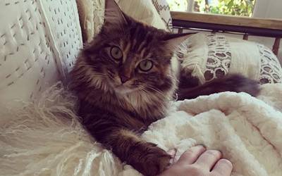 Звезды в соцсетях: выпуск с котиками