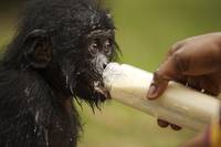 Кадр Бонобо