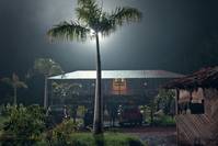 Кадр Пальмы в снегу