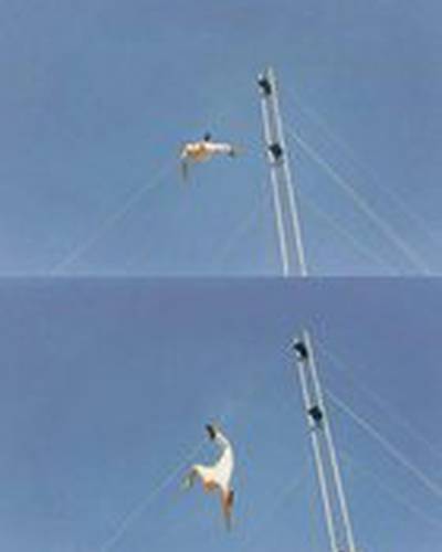 Тим Ситарц фото