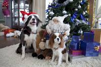 Кадр Ёлки 3