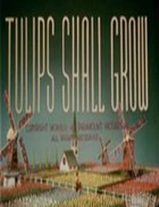 Тюльпаны вырастут