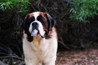 Кадр Бетховен 5 (видео)