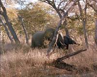 Кадр Белый охотник, черное сердце