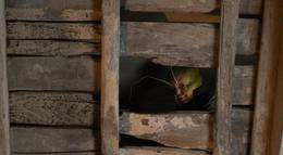 Кадр из фильма "Приключения Пиноккио" - 2