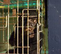 Кадр Бонобо